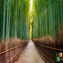 Tranh dán tường Hàn Quốc 3d khổ lớn tại Hà Nội rừng trẻ Nhật Bản NA - 139